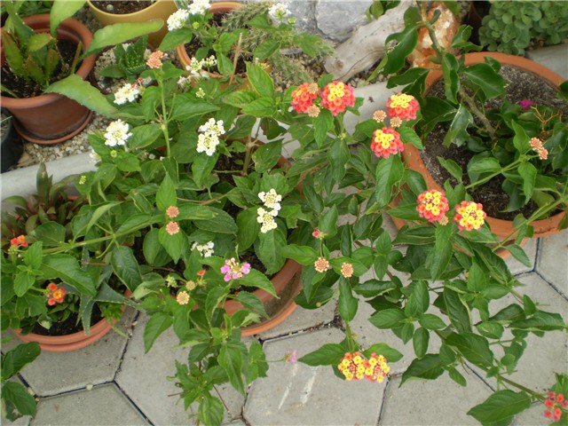 lantana